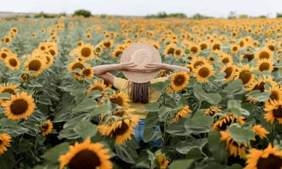 One Million Sunflowers in Lakeview Village Mississauga